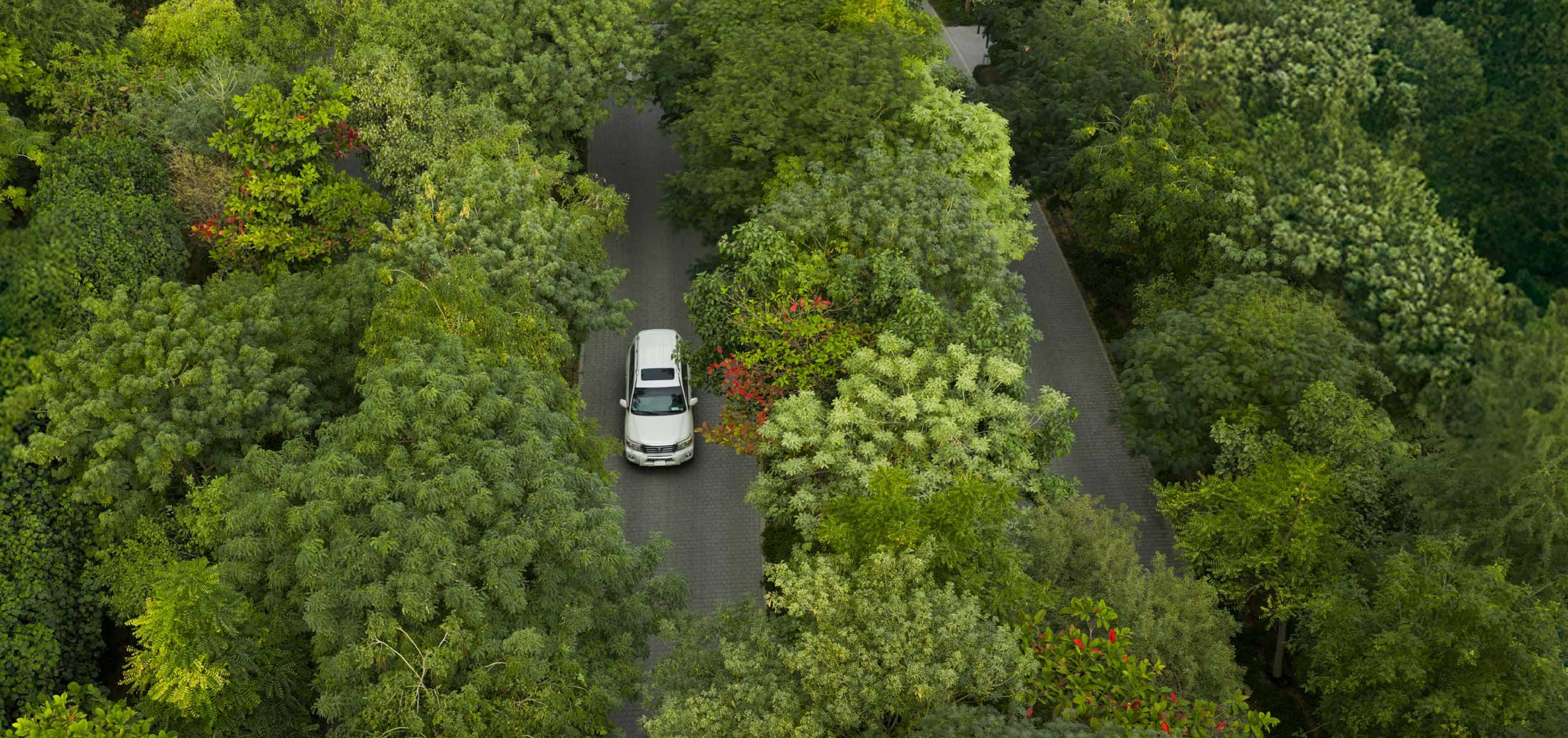 Forest-Living masaar3 location